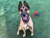 adoptable Dog in orange, CA named ROCKY