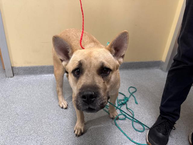 adoptable Dog in Orange, CA named STELLA