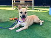 adoptable Dog in Orange, CA named GINA
