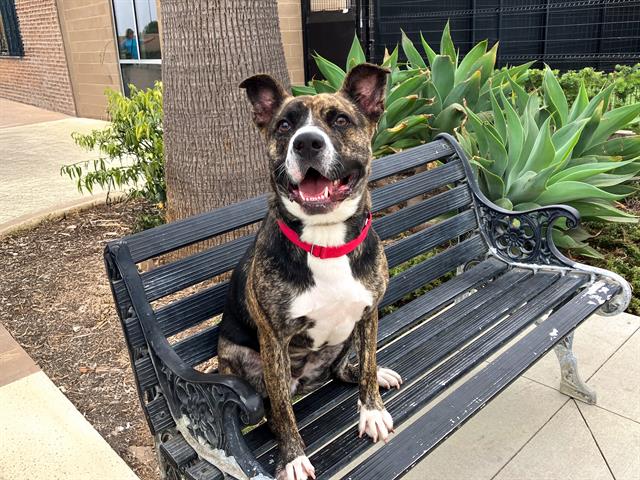 adoptable Dog in Orange, CA named THEON