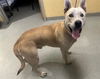 adoptable Dog in Orange, CA named GRIZZLE