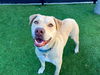 adoptable Dog in Orange, CA named BRONX