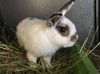 adoptable Rabbit in Orange, CA named WITTLES