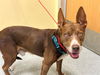 adoptable Dog in Orange, CA named RANGER