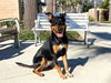 adoptable Dog in Orange, CA named ATHENA