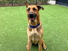 adoptable Dog in Orange, CA named HOUSTON