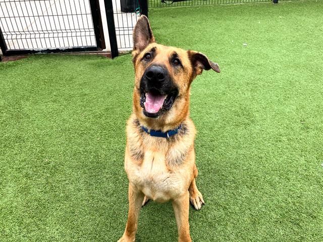 adoptable Dog in Orange, CA named HOUSTON