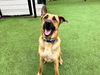 adoptable Dog in Orange, CA named HOUSTON