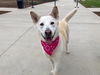 adoptable Dog in Orange, CA named GOLDIE