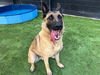 adoptable Dog in orange, CA named AMAZON