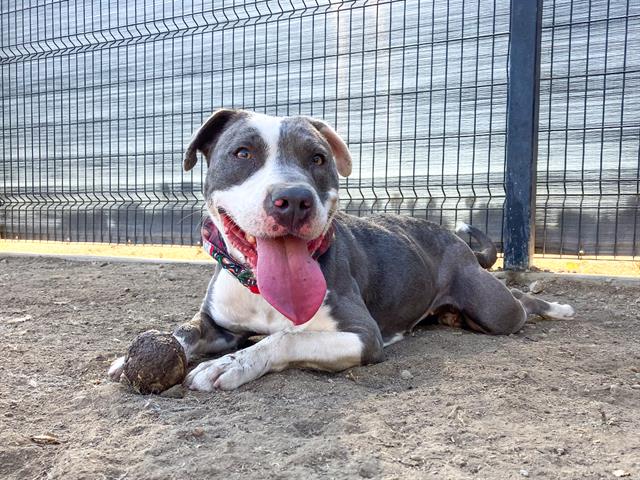 adoptable Dog in Orange, CA named GARNET