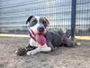 adoptable Dog in Orange, CA named GARNET