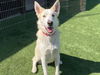 adoptable Dog in Orange, CA named BUDDY