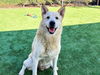 adoptable Dog in Orange, CA named NOBLE