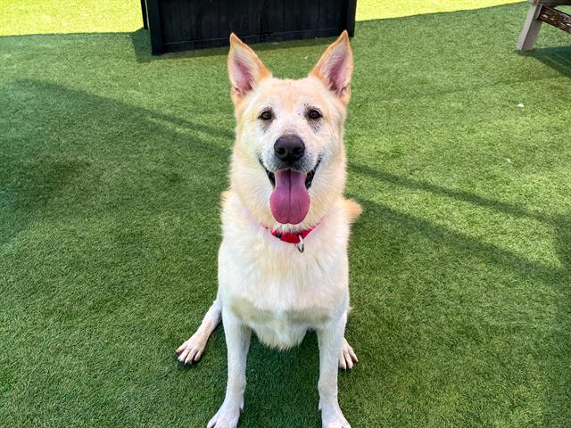 adoptable Dog in Orange, CA named NOBLE