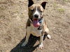 adoptable Dog in Orange, CA named DYLAN