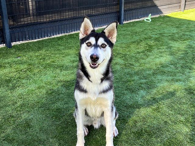adoptable Dog in Orange, CA named YAHTZEE
