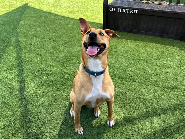 adoptable Dog in Orange, CA named ELLA