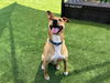 adoptable Dog in  named ELLA