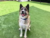 adoptable Dog in  named DURIN