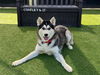 adoptable Dog in  named HAILEY