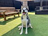adoptable Dog in orange, CA named ANDROMEDA