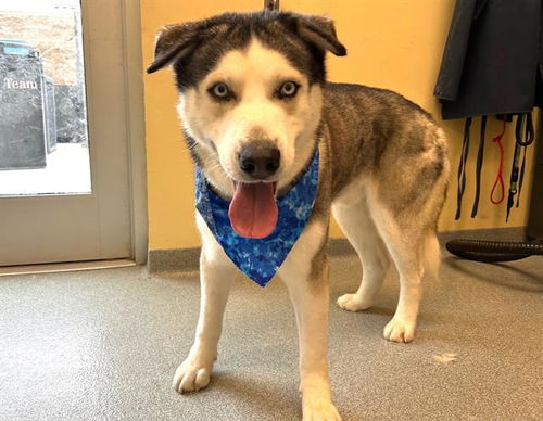 picture of the dog needing adoption