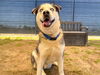 adoptable Dog in  named OZZY