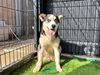 adoptable Dog in  named MISSY