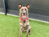 adoptable Dog in Orange, CA named JUNE