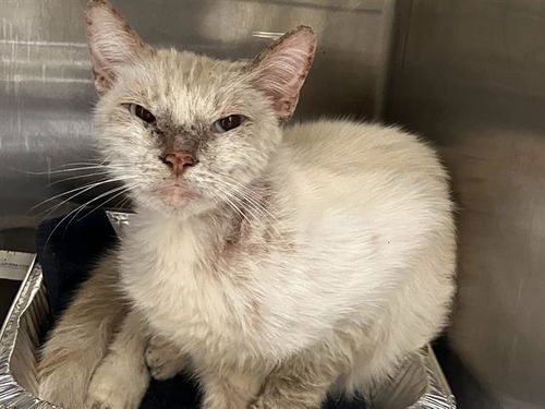 picture of the cat needing adoption