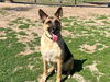 adoptable Dog in orange, CA named CHARLY