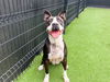 adoptable Dog in orange, CA named ZEKROM
