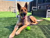adoptable Dog in Orange, CA named MABEL