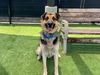 adoptable Dog in Orange, CA named HENRY