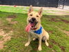 adoptable Dog in orange, CA named CAESAR