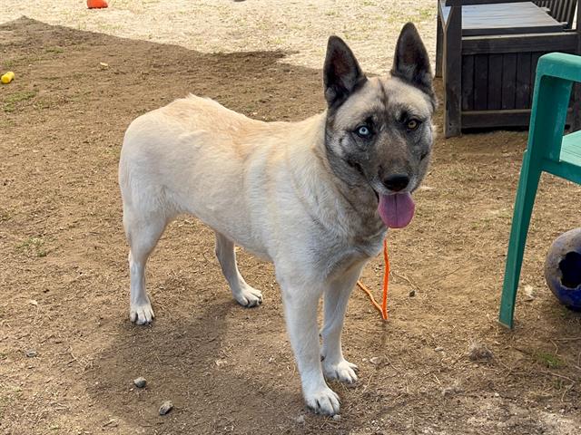 adoptable Dog in Orange, CA named ROBIN