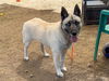 adoptable Dog in orange, CA named ROBIN