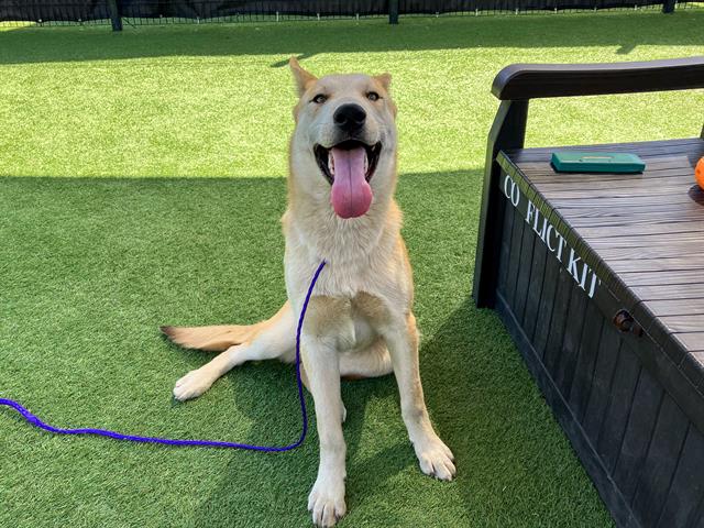 adoptable Dog in Orange, CA named BRUTUS