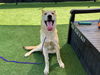 adoptable Dog in Orange, CA named BRUTUS