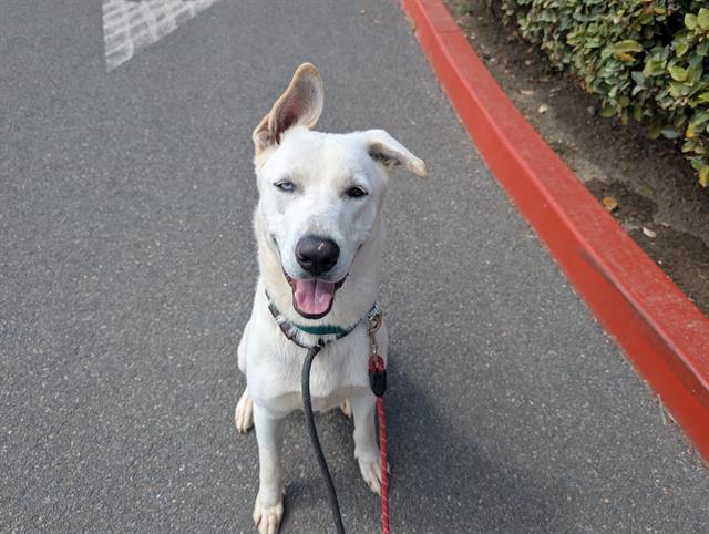 adoptable Dog in Orange, CA named SHAMROCK