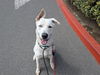 adoptable Dog in  named SHAMROCK