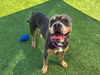 adoptable Dog in  named PATRICK