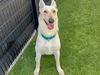 adoptable Dog in Orange, CA named LAURIE