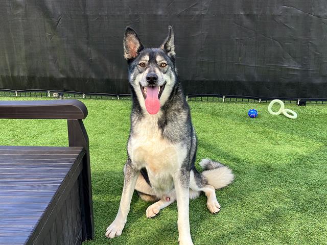 adoptable Dog in Orange, CA named COSMO