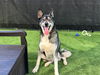 adoptable Dog in  named COSMO