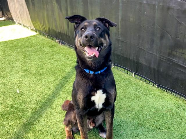 adoptable Dog in Orange, CA named GREGORY