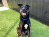 adoptable Dog in Orange, CA named GREGORY