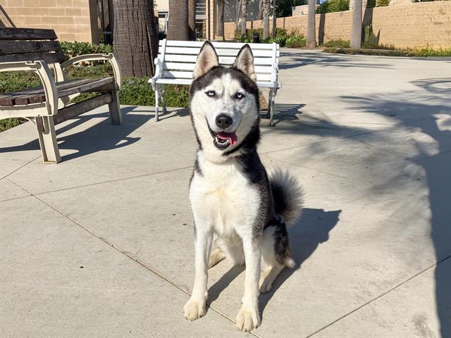 adoptable Dog in Orange, CA named NALA