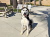 adoptable Dog in Orange, CA named NALA